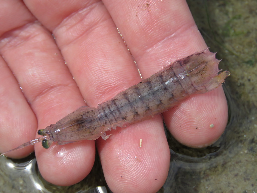 Patagonian Mantis Shrimp