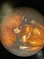 Camponotus decipiens