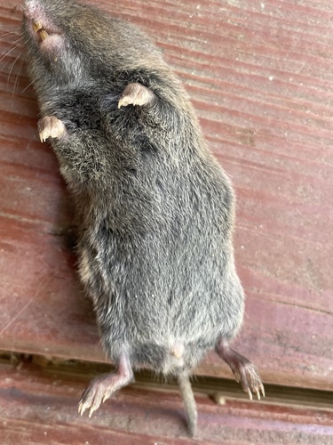 Pine Vole