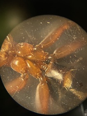 Camponotus decipiens