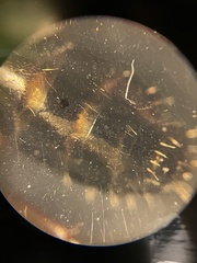 Camponotus decipiens