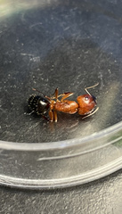 Camponotus decipiens