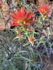 Castilleja pruinosa