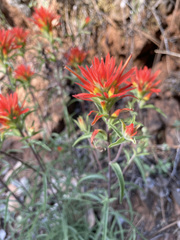 Castilleja pruinosa