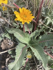 Balsamorhiza serrata