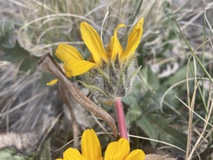 Balsamorhiza serrata