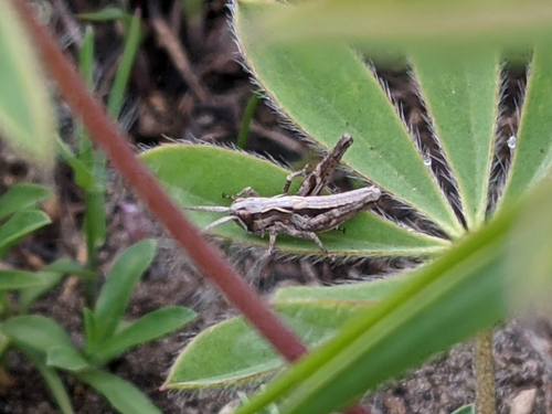 Club-horned Grasshopper photo 3