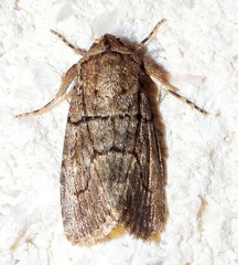 Sympistis induta