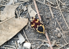 Amithao marginicollis