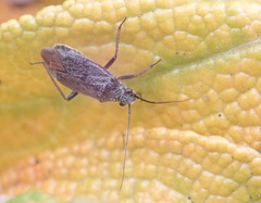 Irbisia californica