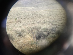 Oreoscoptes montanus