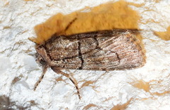Sympistis induta