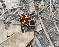 Amithao marginicollis