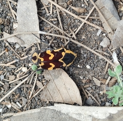 Amithao marginicollis