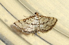 Hileithia rehamalis