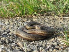 Thamnophis brachystoma