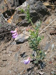 Vicia olchonensis