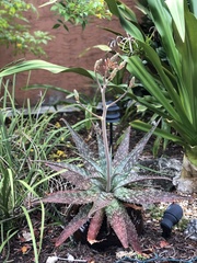 Aloe grandidentata
