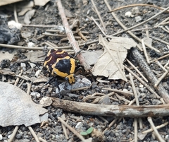 Amithao marginicollis