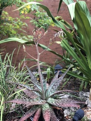Aloe grandidentata