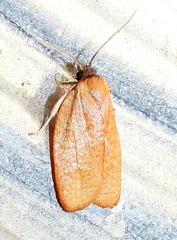 Sparganothis demissana