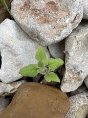 Salvia darcyi