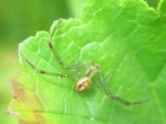 Misumenops temibilis