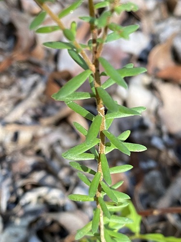 Image of Styphelia margarodes by (c) Greg Tasney, some rights reserved (CC BY-SA)