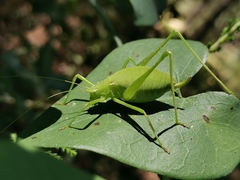 Odontura glabricauda