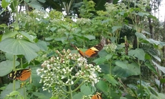 Mechanitis polymnia isthmia