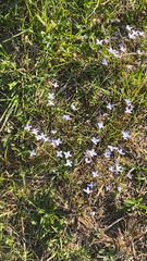 Houstonia caerulea