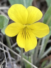Viola vallicola