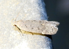 Anacampsis comparanda