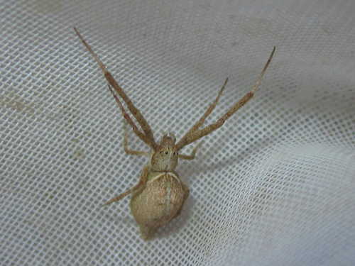 Sybota abdominalis