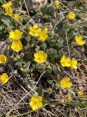 Potentilla concinna