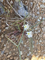 Lewisia oppositifolia