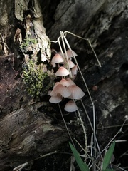 Mycena mariae