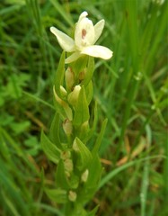 Dactylorhiza insularis