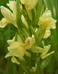 Dactylorhiza insularis