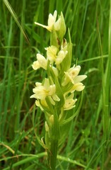 Dactylorhiza insularis