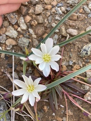 Lewisia oppositifolia