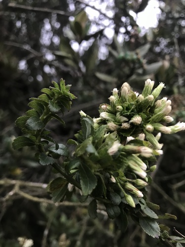 Baccharis bogotensis, photograph 6