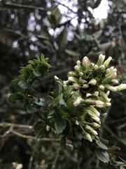 Baccharis bogotensis