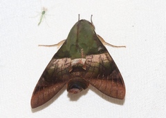 Atemnora westermannii