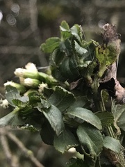 Baccharis bogotensis