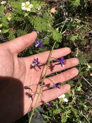 Delphinium hansenii