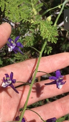 Delphinium hansenii