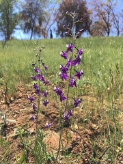 Delphinium hansenii