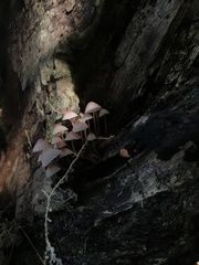 Mycena mariae