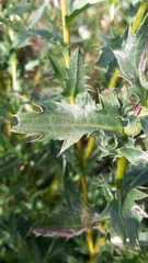 Carthamus caeruleus